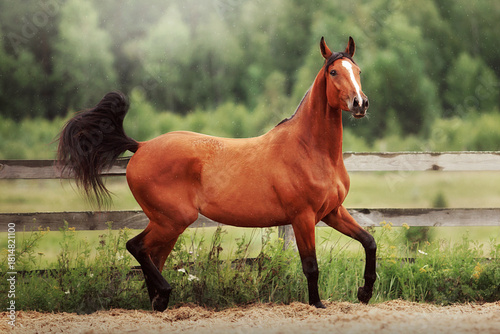Bay horse