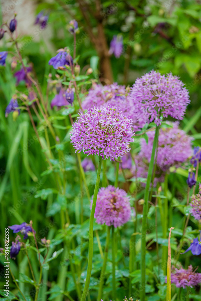 Fototapeta premium In a lush garden, allium flowers bloom in vibrant purple, welcoming spring's warmth
