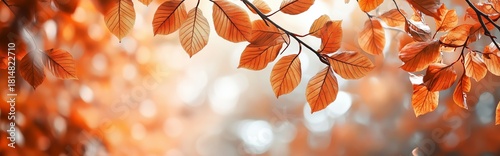 Colorful Autumn Leaves Glistening in Morning Sunlight at a Serene Forest