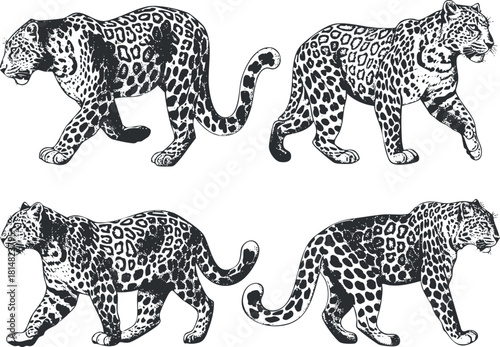Stylized black and white vector illustration set of leopards in various walking poses for wildlife art and design projects