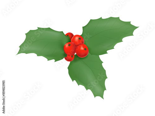 European Holly Ilex aquifolium cluster, 3D render vector illustration. Features spiky green leaves, glossy red berries