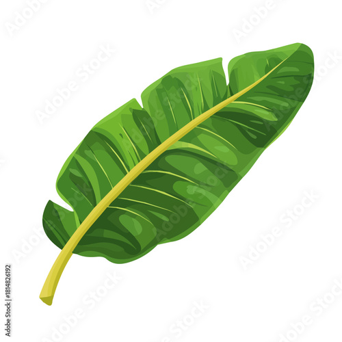 Flat 2D vector illustration of Plantain Leaf, simple icon style on a clean white background.