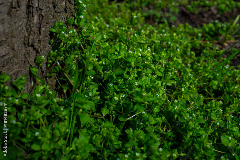 Fototapeta premium green moss on the wall