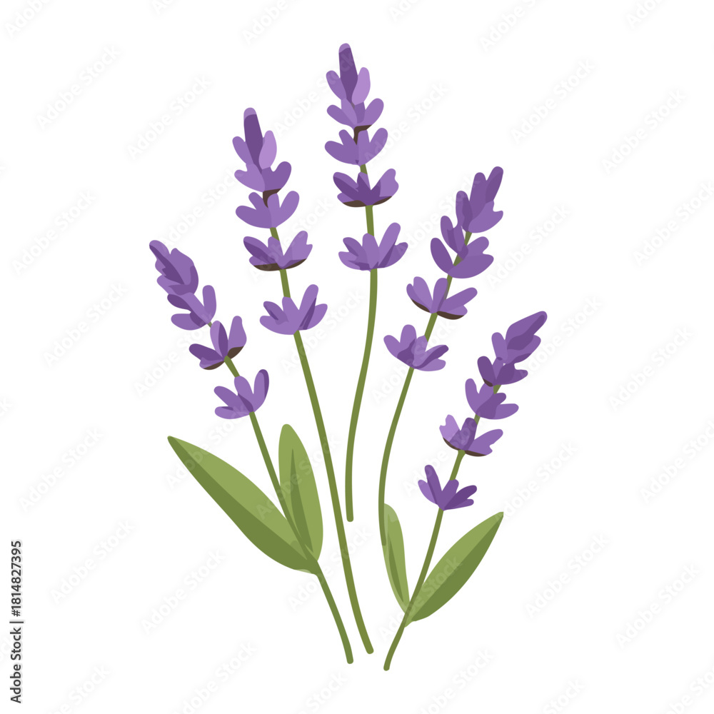 Fototapeta premium Modern flat 2D vector illustration of Lavender, clean and minimal design, isolated on white background.