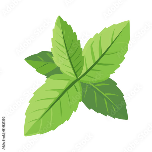 Mint, modern 2D flat vector illustration in icon style, isolated on pure white background.