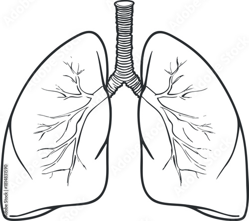 Outline vector illustration of human lungs showing bronchial tree structure for medical and educational purposes