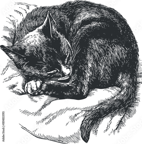 Vintage black and white illustration of a sleeping cat curled up on a soft pillow, perfect for pet-themed designs