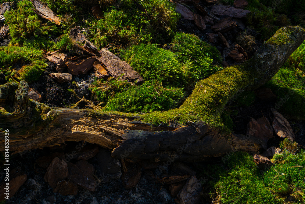 Obraz premium old tree trunk