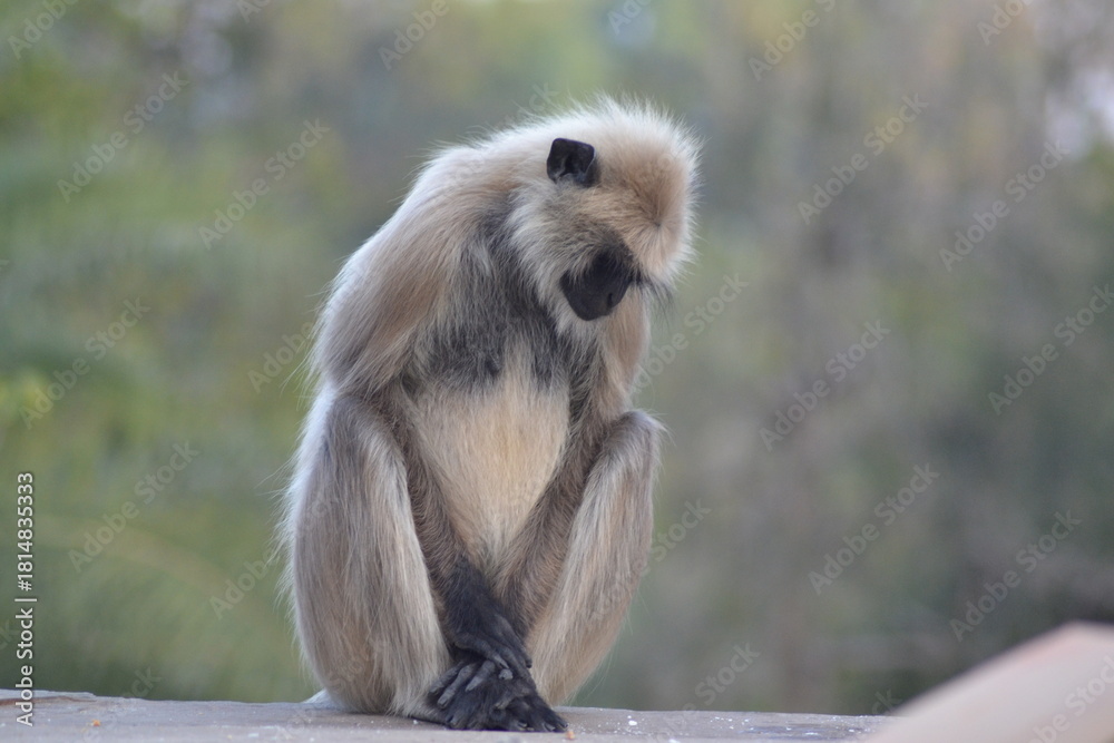 Obraz premium Indian Langur