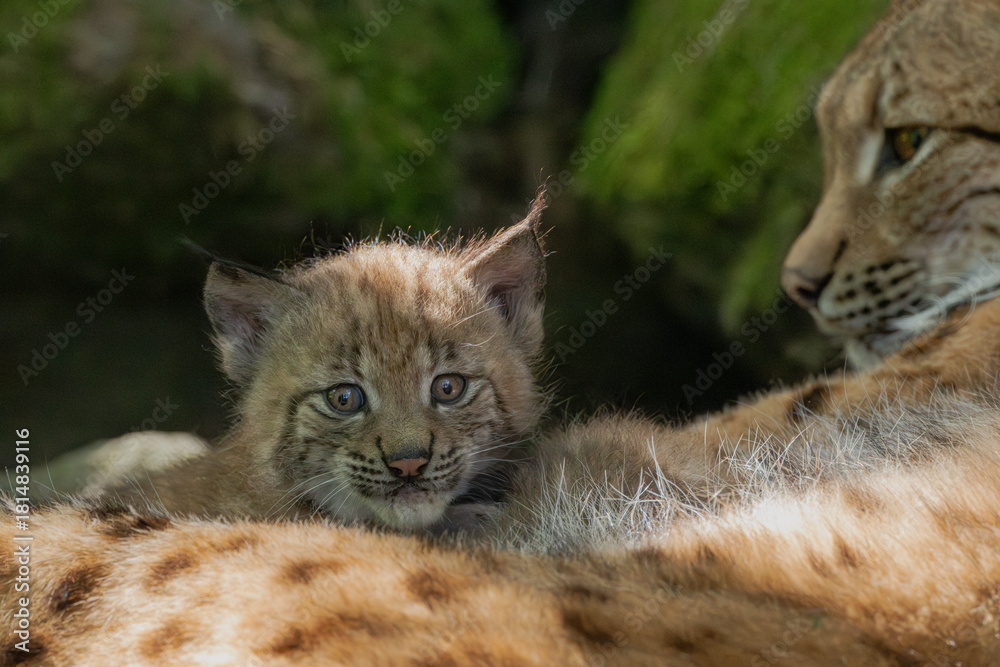 Obraz premium Luchs mit Jungen