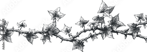 Detailed black and white vector illustration of ivy vines and leaves, perfect for botanical design projects and nature themes