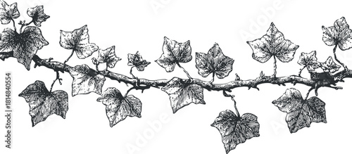 Detailed black and white vector illustration of ivy leaves and vine, ideal for botanical designs and nature-themed projects