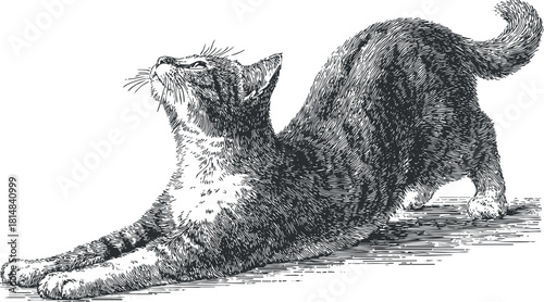 Detailed vintage line art illustration of a stretching cat in a playful pose for pet-themed design projects