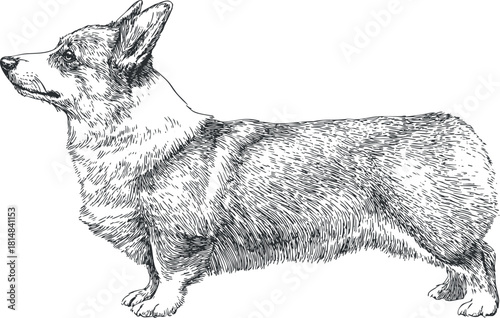 Detailed line art illustration of a corgi dog showcasing its adorable features and character for pet-related projects
