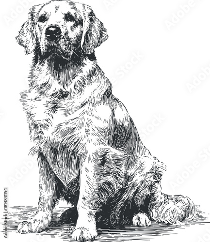 Realistic black and white vector illustration of a golden retriever dog sitting, perfect for pet-related projects and designs