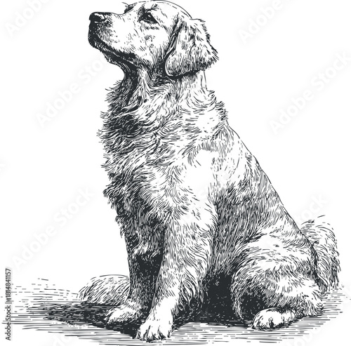 Detailed vintage vector illustration of a golden retriever dog in a sitting position, ideal for pet-themed designs or art projects