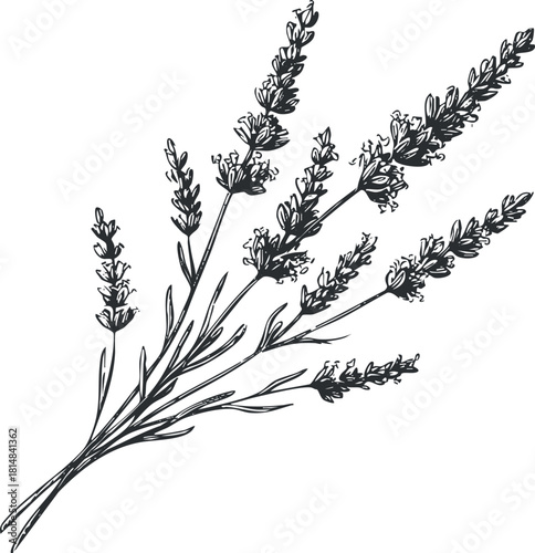 Hand-drawn outline illustration of lavender flowers, perfect for botanical designs, wellness branding, and decorative purposes