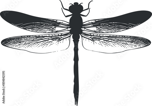 Silhouette vector illustration of a dragonfly with detailed wings, suitable for nature-themed designs and graphics