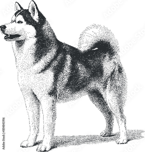Stylized black and white vector illustration of a proud husky dog, suitable for pet-related branding and design projects