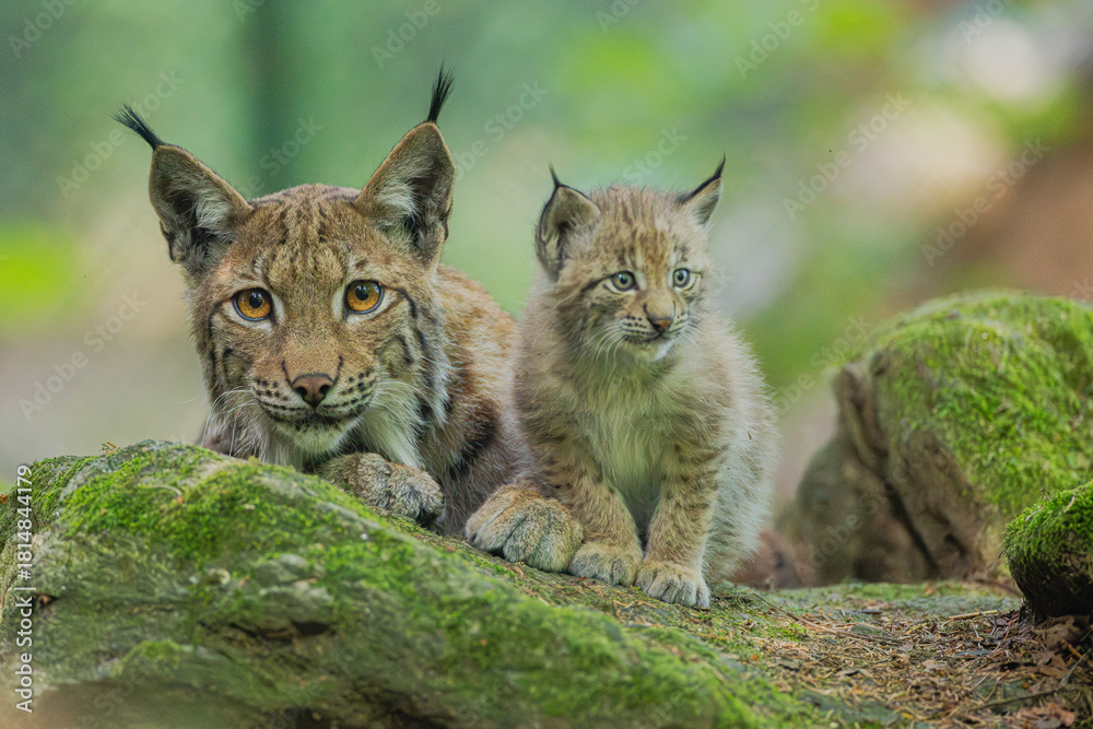 Fototapeta premium Luchs mit Jungtier
