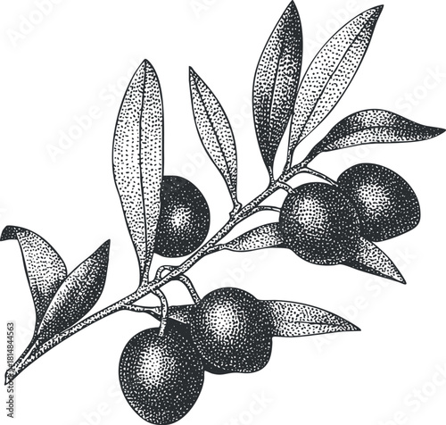 Vintage black and white vector illustration of an olive branch with leaves and ripe olives, ideal for food and botanical designs