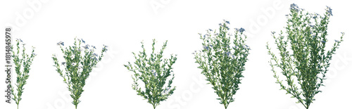 Set of Romneya coulteri (the Coulter's Matilija poppy or California tree poppy) flowering frontal isolated png on a transparent background perfectly cutout high resolution