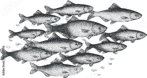 Hand-drawn vector illustration of a school of fish swimming together, ideal for marine-themed design projects and educational materials