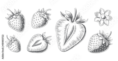 Hand drawn strawberry collection in vintage engraving style. Vintage strawberry fruit set in classic botanical style.