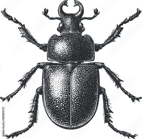 Detailed vintage black and white vector illustration of a beetle, ideal for educational and scientific design projects