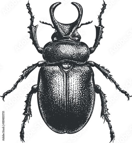 Detailed black and white vector illustration of a beetle, ideal for educational and scientific design projects