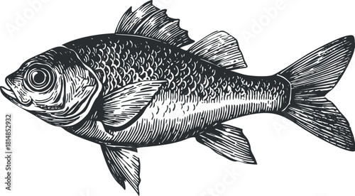 Vintage black and white vector illustration of a detailed fish, perfect for marine-themed design projects.