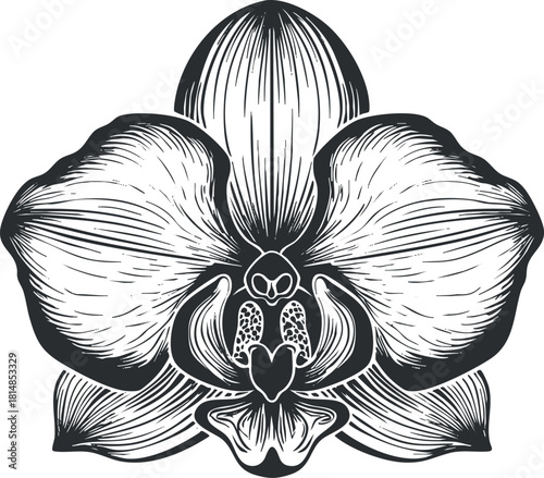 Elegant black and white vector illustration of an orchid flower, perfect for botanical designs and decorative projects