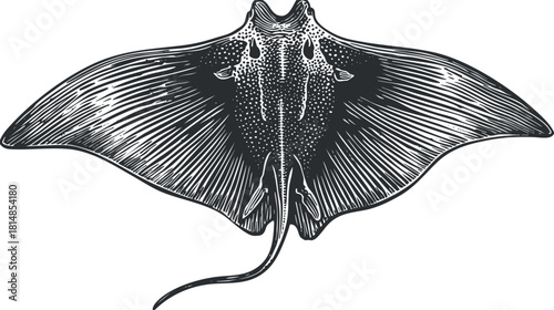 Vintage black and white vector illustration of a stingray, ideal for marine life projects and educational materials