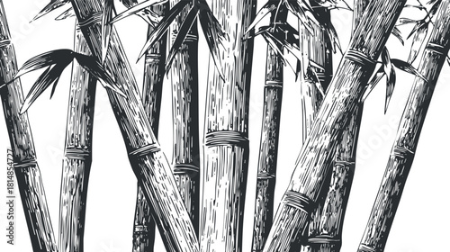 Hand-drawn black and white vector illustration of bamboo stalks, ideal for nature-themed projects and design applications