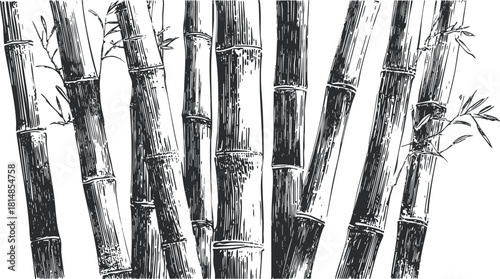 Hand-drawn black and white vector illustration of bamboo stalks, perfect for nature-themed design projects and eco-friendly branding.
