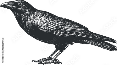 Detailed black and white vector illustration of a crow, suitable for nature-themed designs and artistic projects