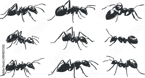 Set of hand-drawn vector illustrations featuring various poses of ants, suitable for educational and nature-themed projects