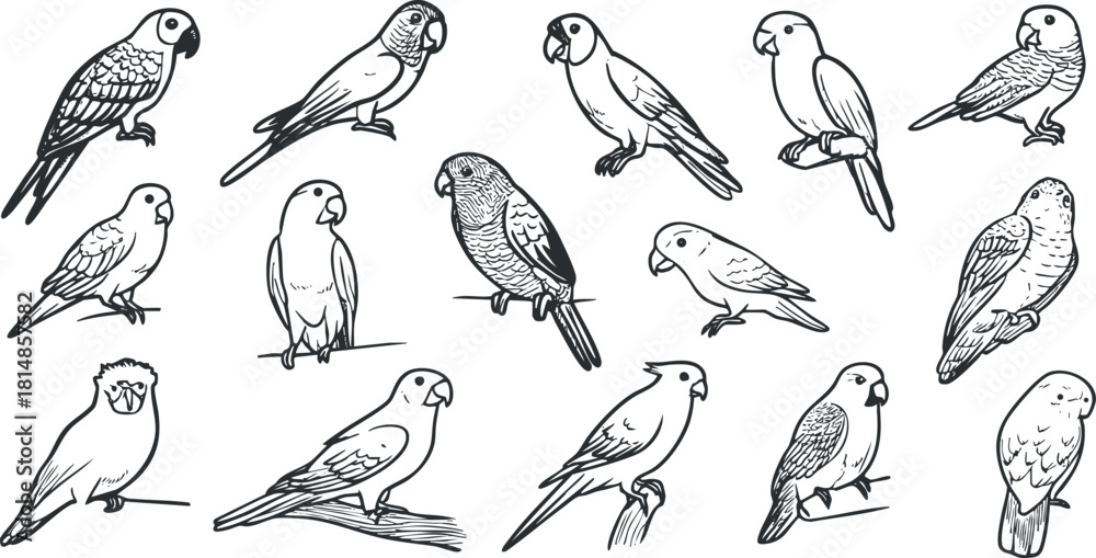 Fototapeta premium Collection of hand-drawn vector illustrations of various parrot species in a minimalist black and white style for nature-themed projects