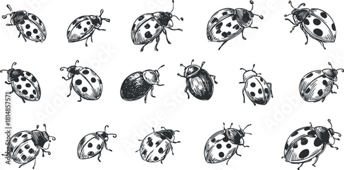 Hand-drawn vector illustration collection of various ladybugs in black and white style for nature-themed designs
