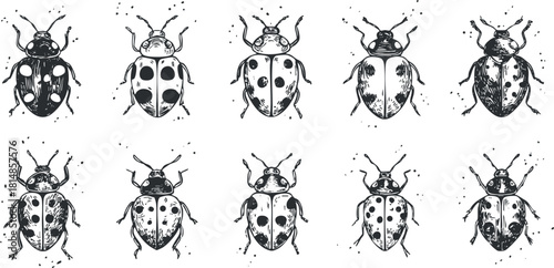 Stylized black and white vector illustration set of ladybugs showcasing various patterns and designs for art and decoration