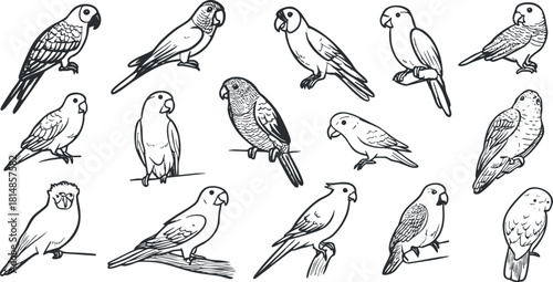 Collection of hand-drawn vector illustrations of various parrot species in a minimalist black and white style for nature-themed projects