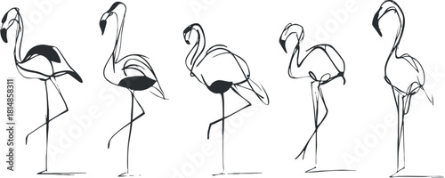 Stylized minimalist vector illustration of a set of flamingos in elegant poses for creative design projects