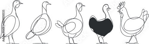 Stylized line art vector illustration of various birds including pigeons, ducks, and chickens for creative design projects.