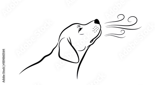 Dog sniffing the air with focused expression and elegant lines.