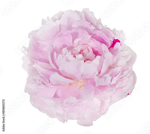 light pink peony flower isolated single lush bloom on white