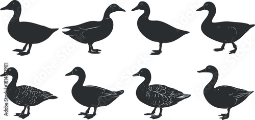 Silhouette vector icon set depicting various poses of ducks, ideal for nature-themed designs and illustrations.