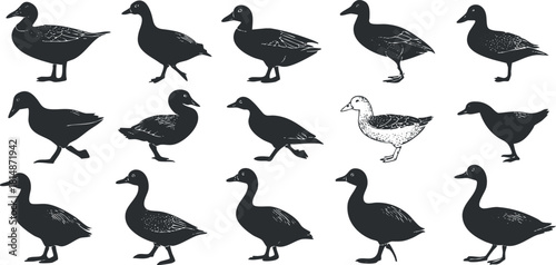 Collection of black and white vector illustrations featuring various ducks in different poses and styles for nature-themed design projects