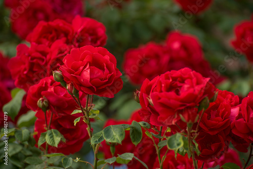 A bunch of red roses are in full bloom