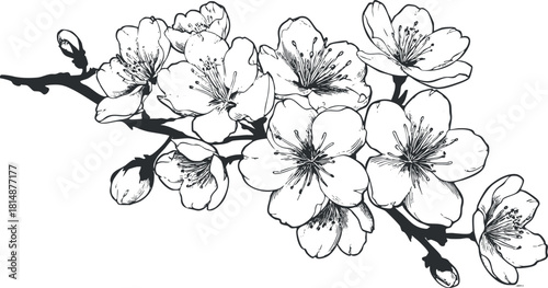 Black and white outline of a blooming cherry blossom branch, showcasing delicate floral details.