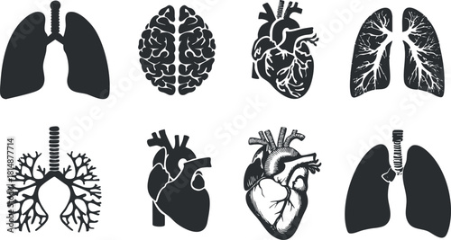 Collection of black and white anatomical illustrations of human organs including lungs, heart, and brain.